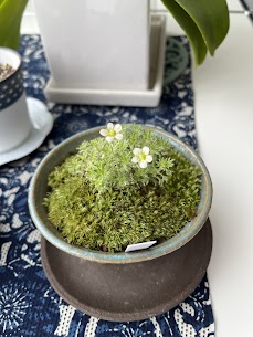 5月のお知らせ