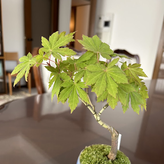 6月のお知らせ