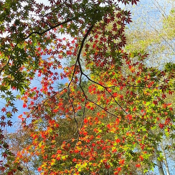 12月のお知らせ