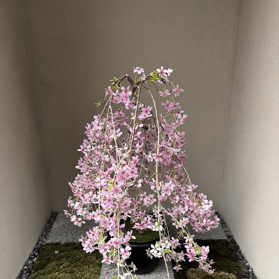七周年の御礼