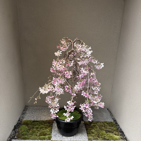 令和八年四月、五月、六月のお知らせ